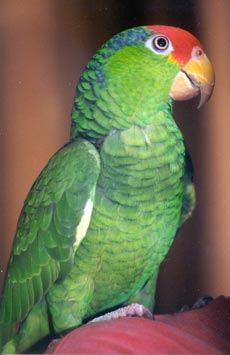 Chica, a Mexican Red-headed Amazon parrot