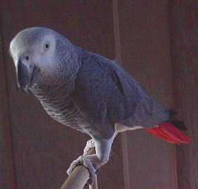Groucho, the largest, most intelligent, wonderful Congo African Grey who lived with us for 19 of his 37 years.