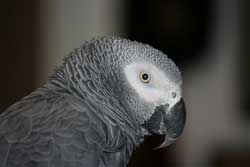 My first photo with a new telephoto lens. I was lying on the couch; Groucho was on his stand.