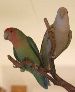 Leona and Mr. Green, two old lovebirds