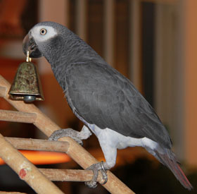 A photo of Leona, a Timneh African Grey parrot, ringing a bell