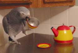 Leone, a Timneh African Grey, serving himself a cup of tea.