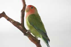 Little Lily, a young lovebird