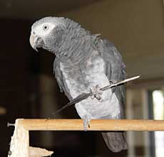 Sierra, a Timneh African Grey parrot