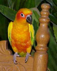 Sunny, a beautiful Sun Conure who lived with us for a number of years before going to her "forever home" with an artist friend