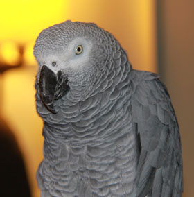 Zulu, chillin' on his stand in the living room