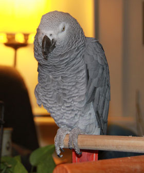 My first photo with a new telephoto lens. I was lying on the couch; Groucho was on his stand.
