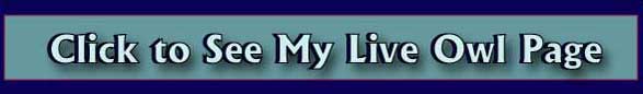 Click here to see my live owl pages