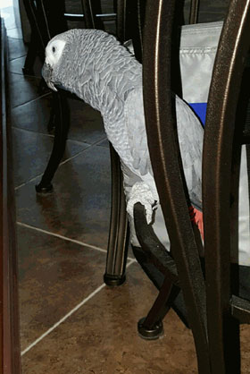 Another photo of Nigel