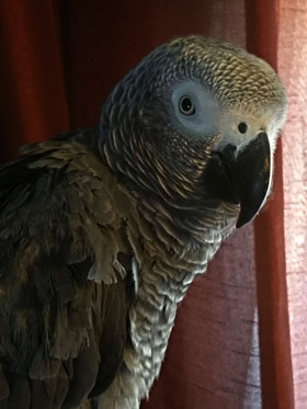 Nigel, a young Congo African Grey who came to our home about the 1st of March, 2016