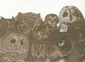 Click to see the inside and back of the Barnswallow Owl Note Card