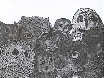 Barnswallow Owls in Black and White